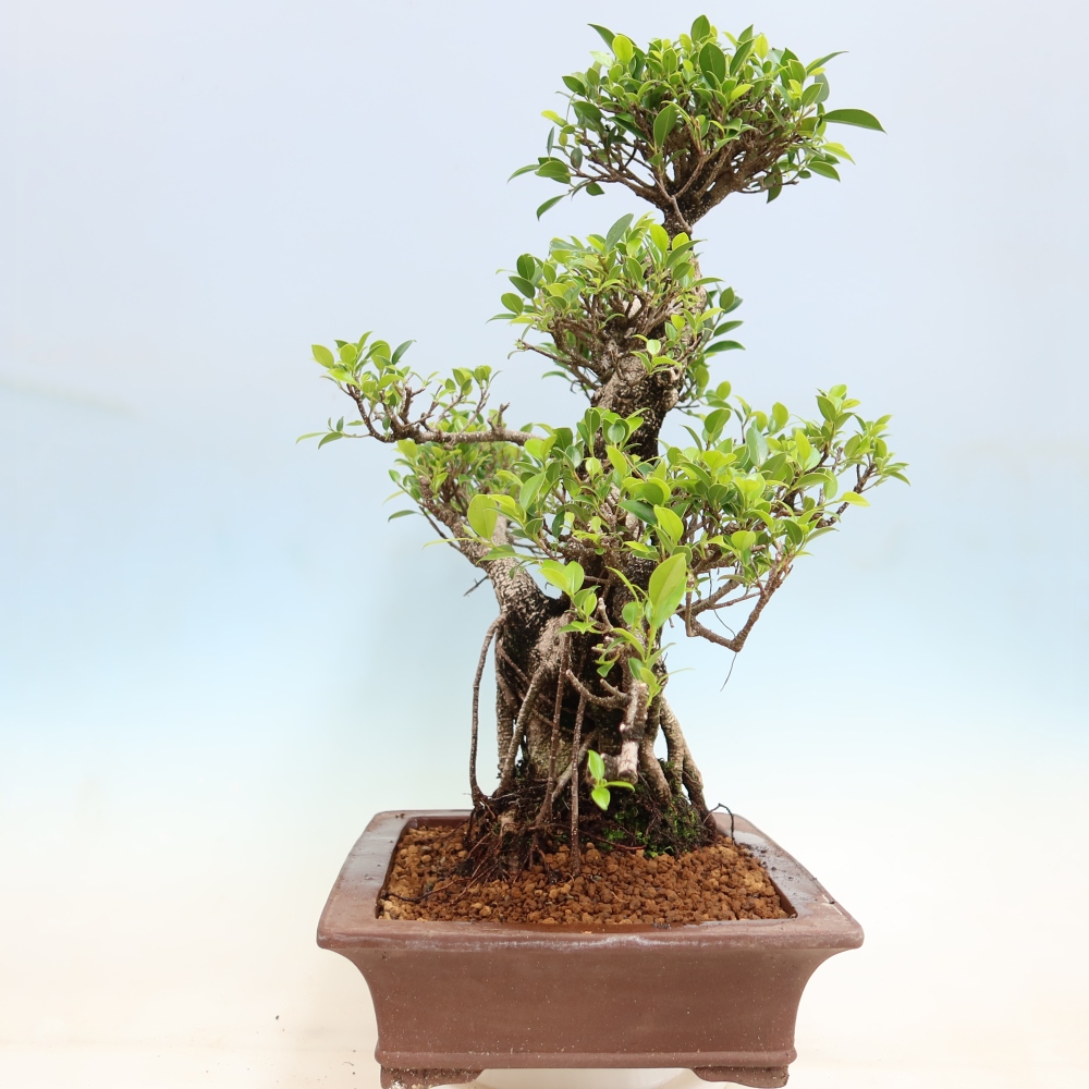 Szobai bonsai - Ficus kimmen - kislevelű fikusz