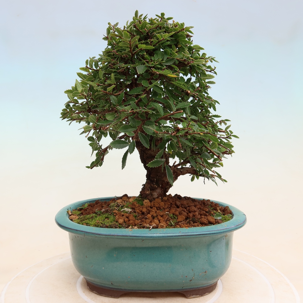 Kültéri bonsai - Zelkova - Zelkova NIRE
