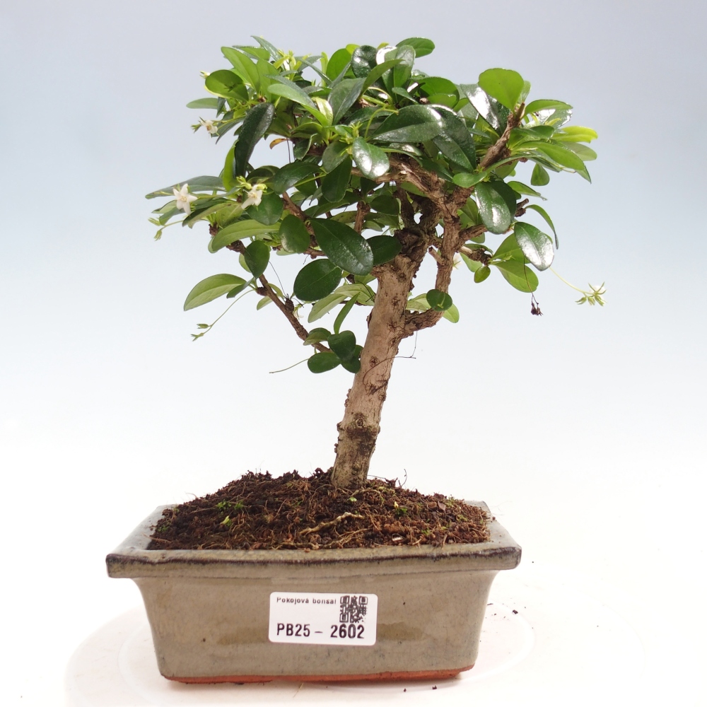 Szobai bonsai - Carmona macrophylla - Tea fuki