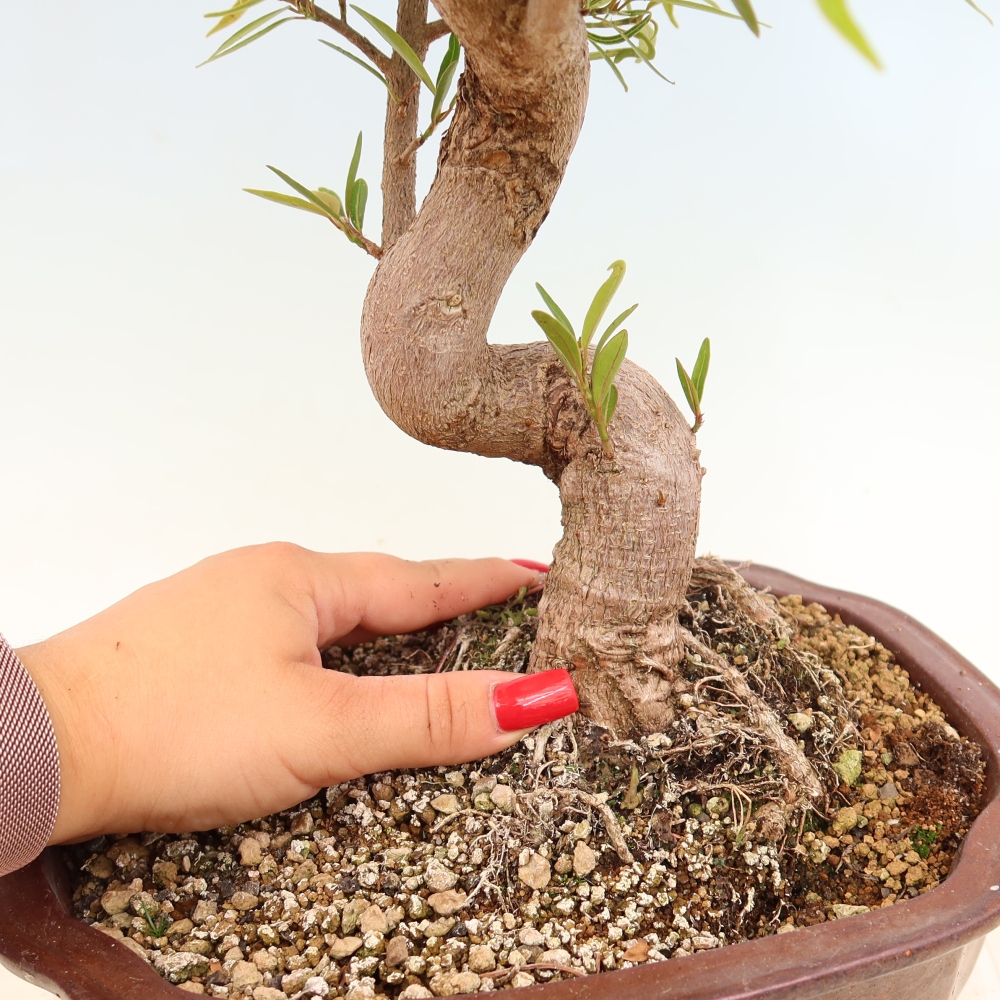 Szobai bonsai - Ficus nerifolia - kislevelű fikusz