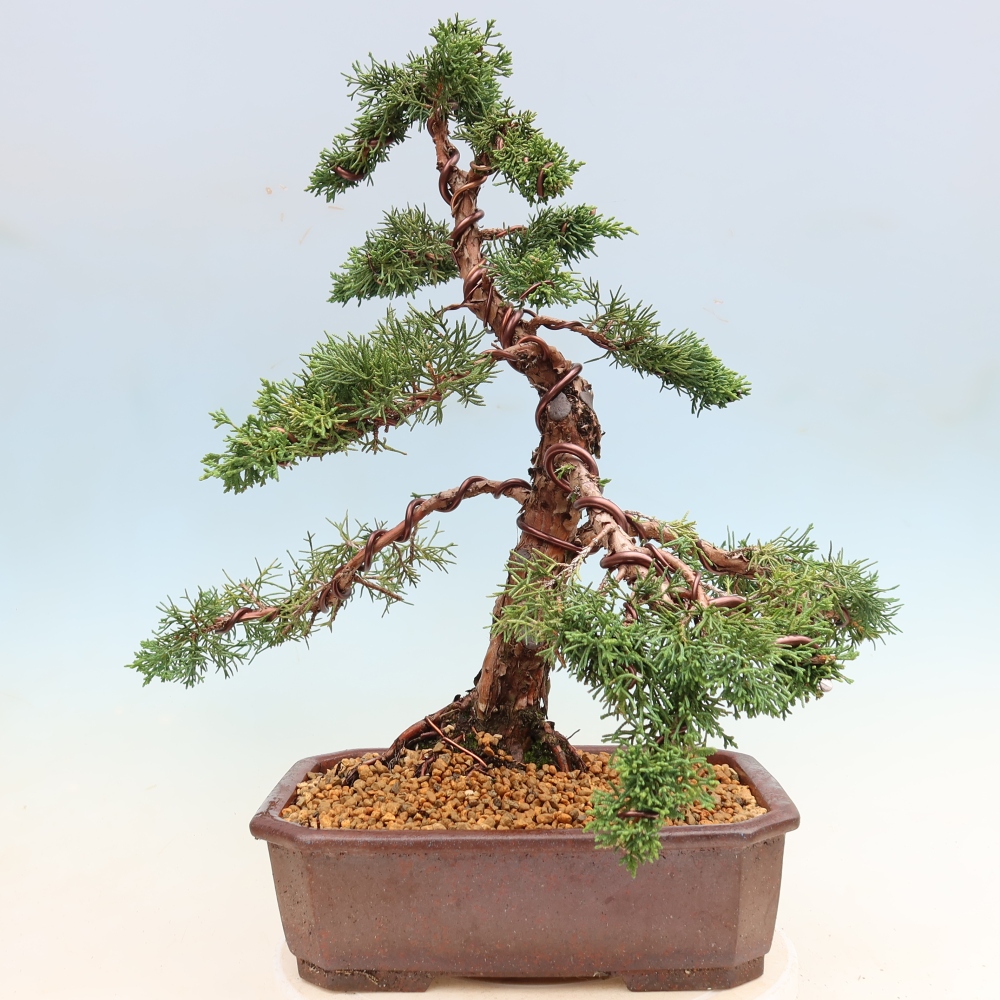 Kültéri bonsai - Juniperus chinensis Kishu