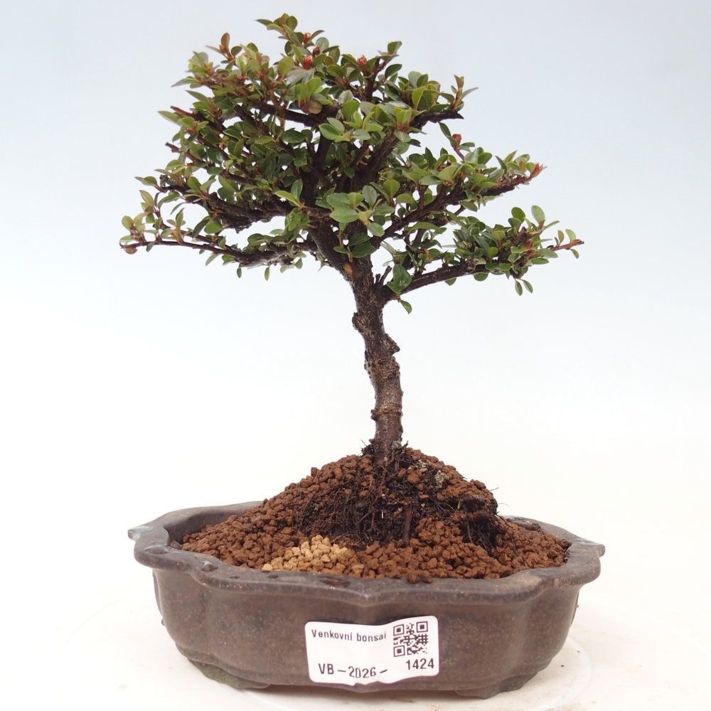 Kültéri bonsai - Cotoneaster horizontalis - Rocky Mountain