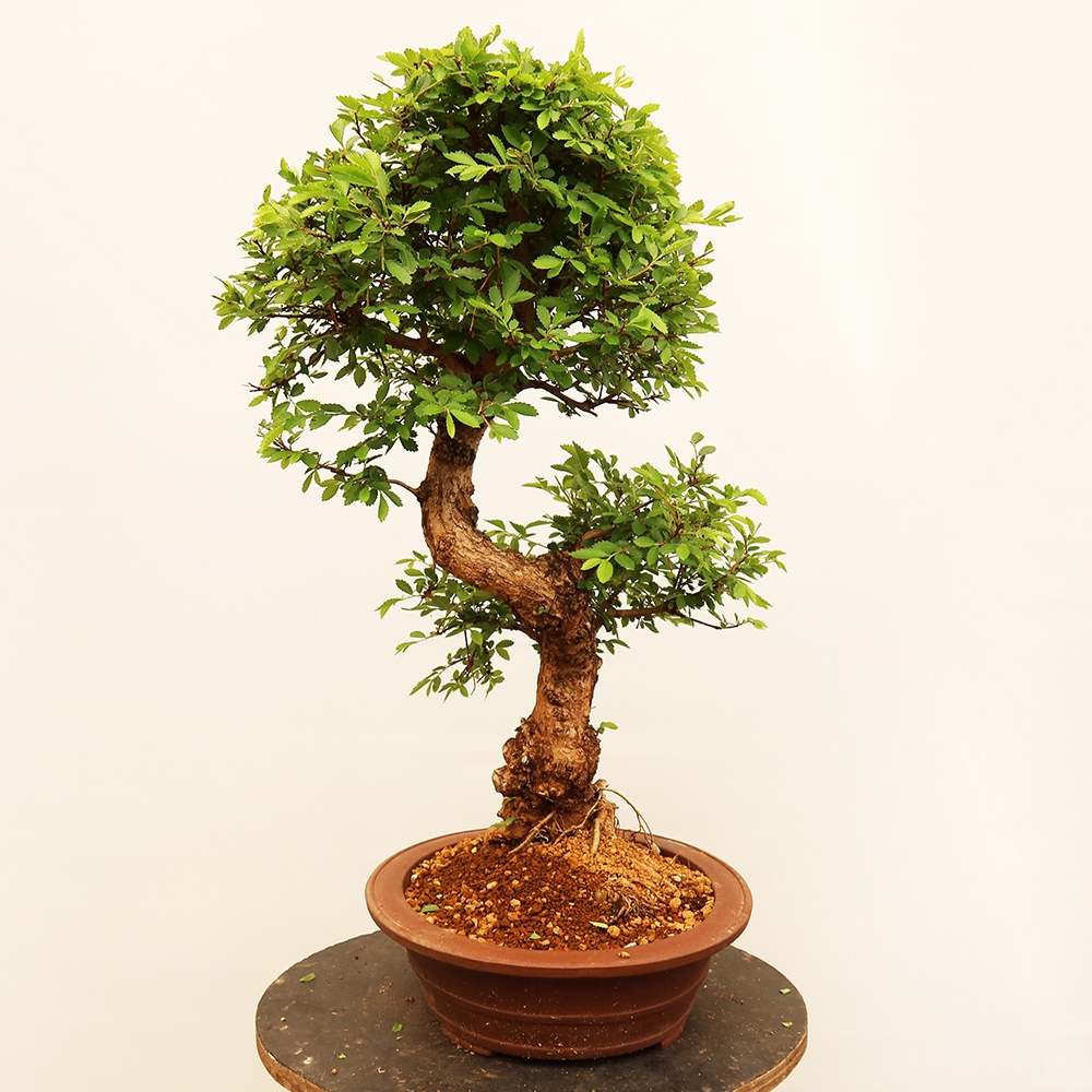 Kültéri bonsai - Zelkova - Zelkova NIRE