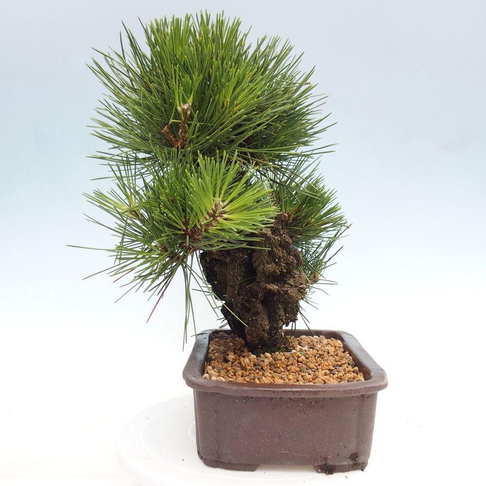 Kültéri bonsai - Pinus thunbergii - Thunberg fenyő