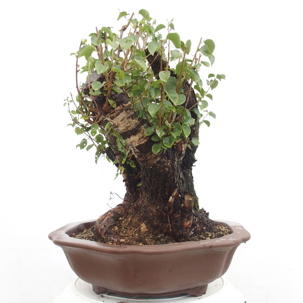 Kültéri bonsai - Mahalebka - Prunus mahaleb - Prunus mahaleb