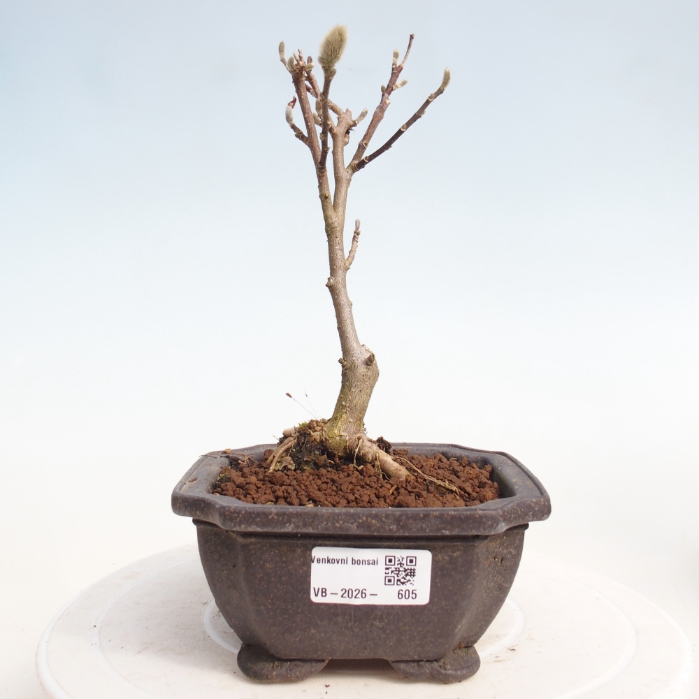 Kültéri bonsai - Magnolia stellata