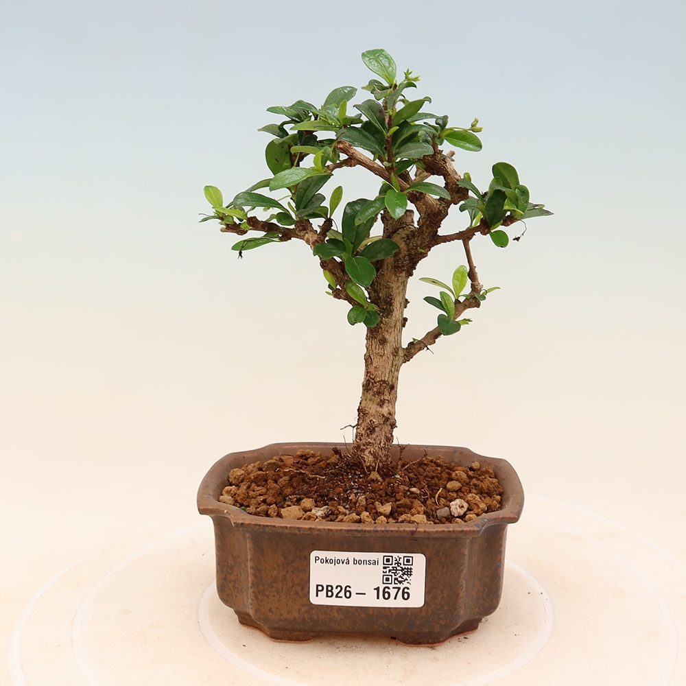 Szobai bonsai - Carmona macrophylla - Tea fuki