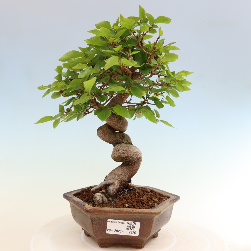 Kültéri bonsai -Carpinus Coreana - Koreai gyertyánfa