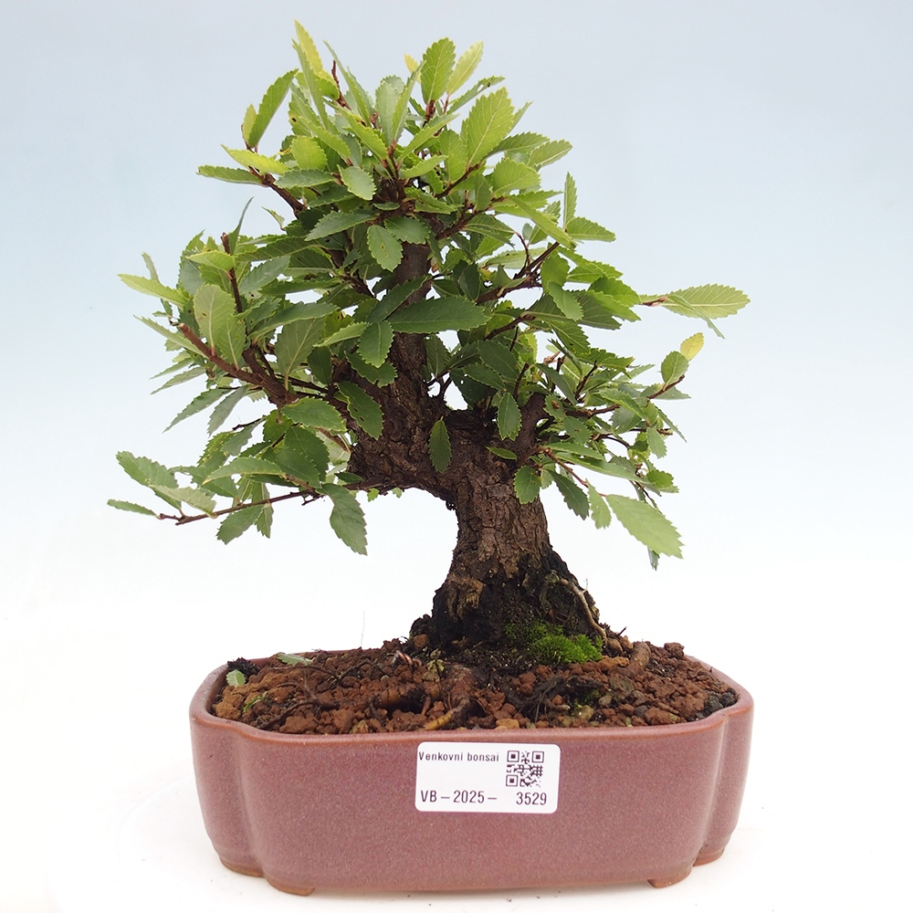 Kültéri bonsai - Zelkova - Zelkova NIRE