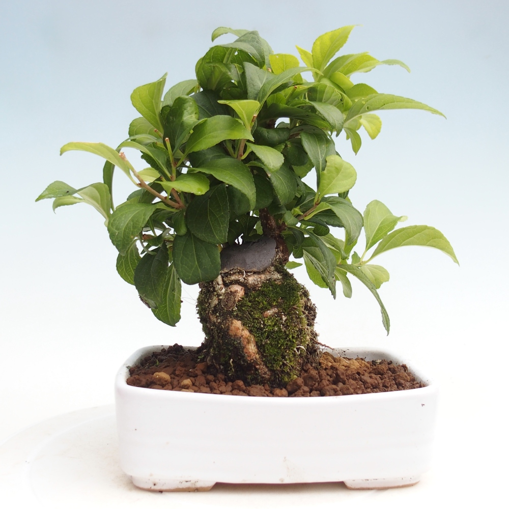 Kültéri bonsai - Celastrus orbiculatus