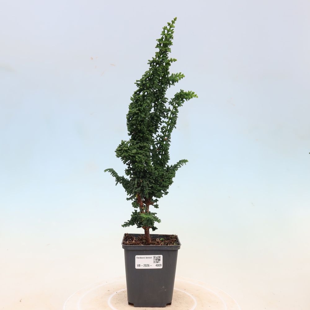 Kültéri bonsai - Cham. obtusa SEKKA HINOKI - Cifra ciprus