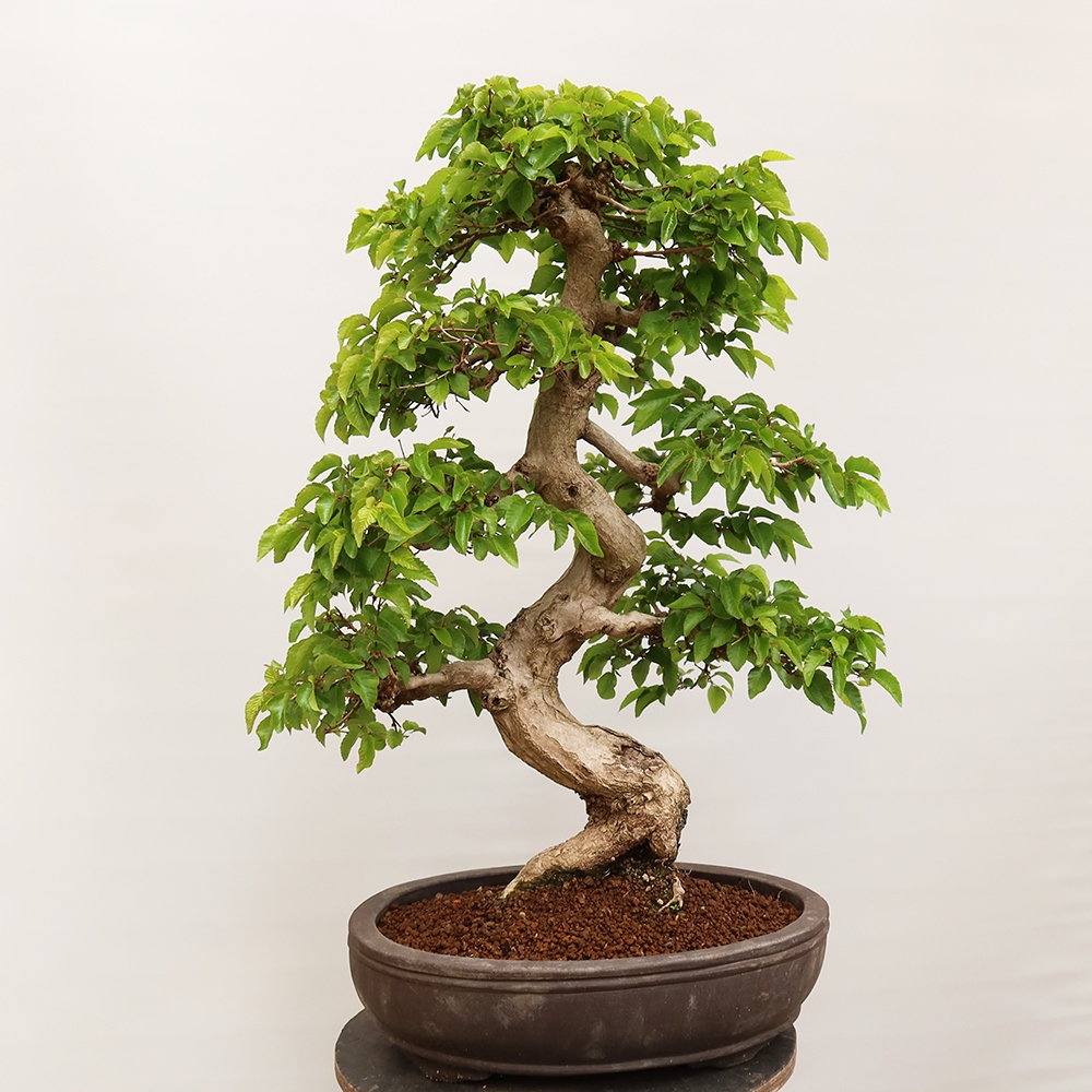 Kültéri bonsai -Carpinus Coreana - Koreai gyertyánfa