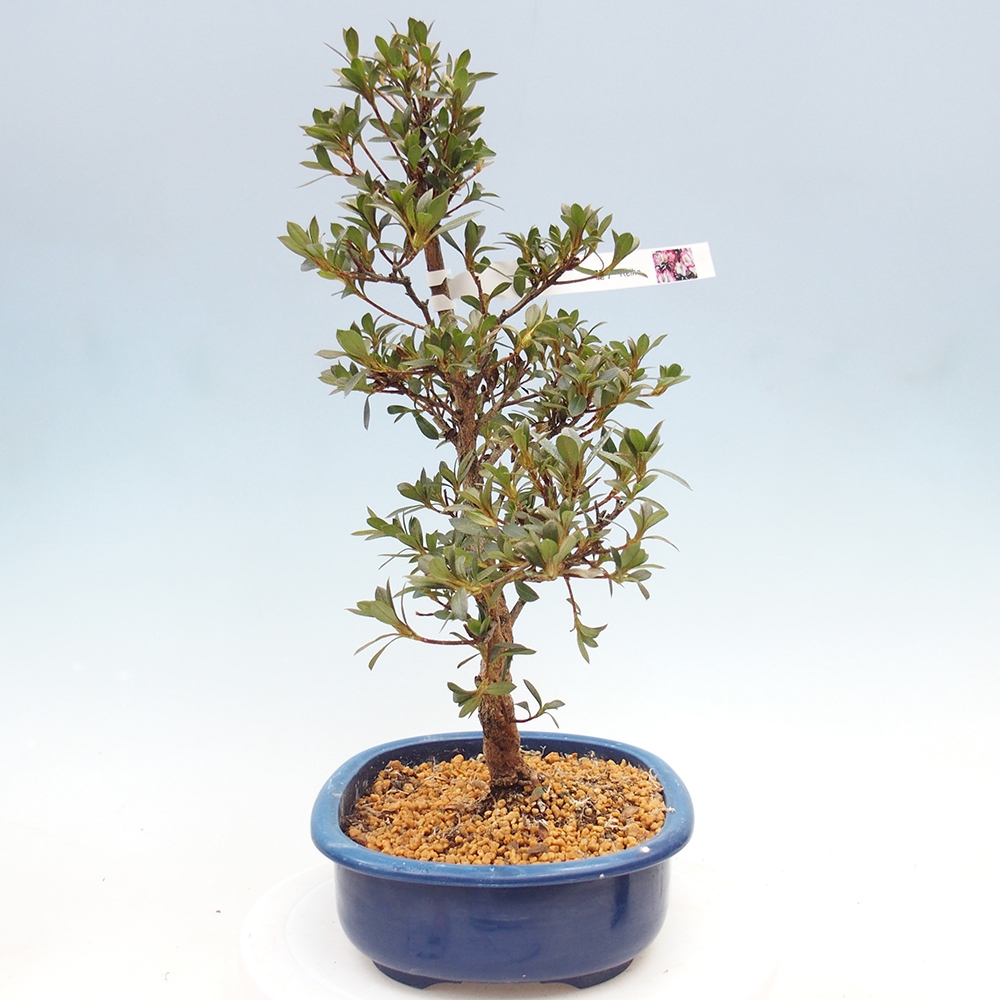 Kültéri bonsai - Japán azálea - Azalea Reiko