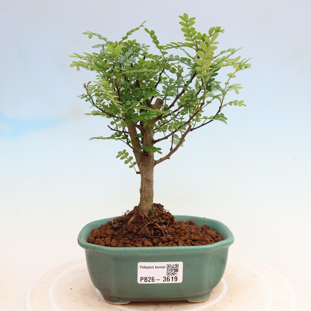 Szobai bonsai - Zantoxylum piperitum - borsfa