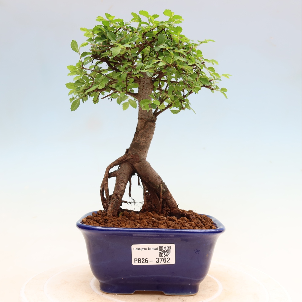 Szobai bonsai - Ulmus parvifolia - Kislevelű szilfa