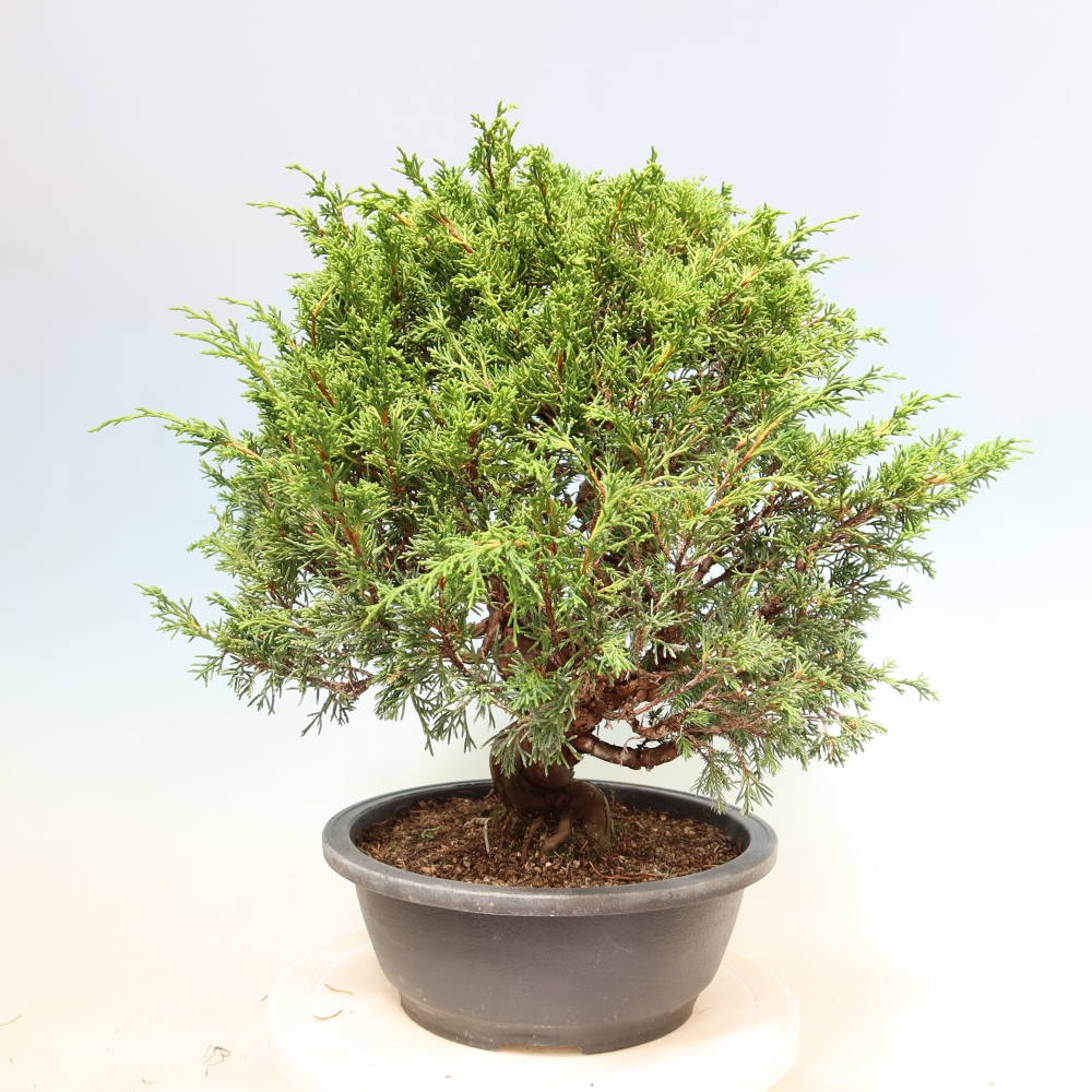 Kültéri bonsai - Juniperus chinensis Itoigawa-Juniperus chinensis