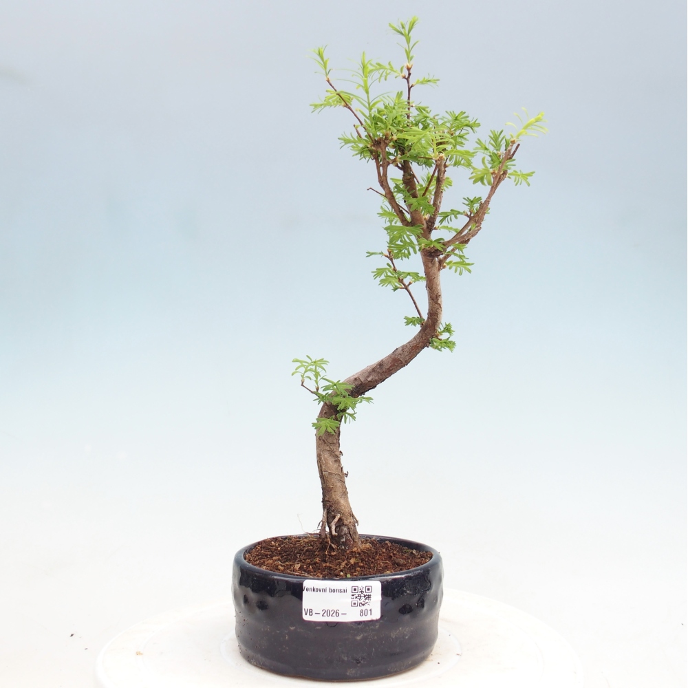 Kültéri bonsai - Metasequoia glyptostroboides - Kínai metasequoia