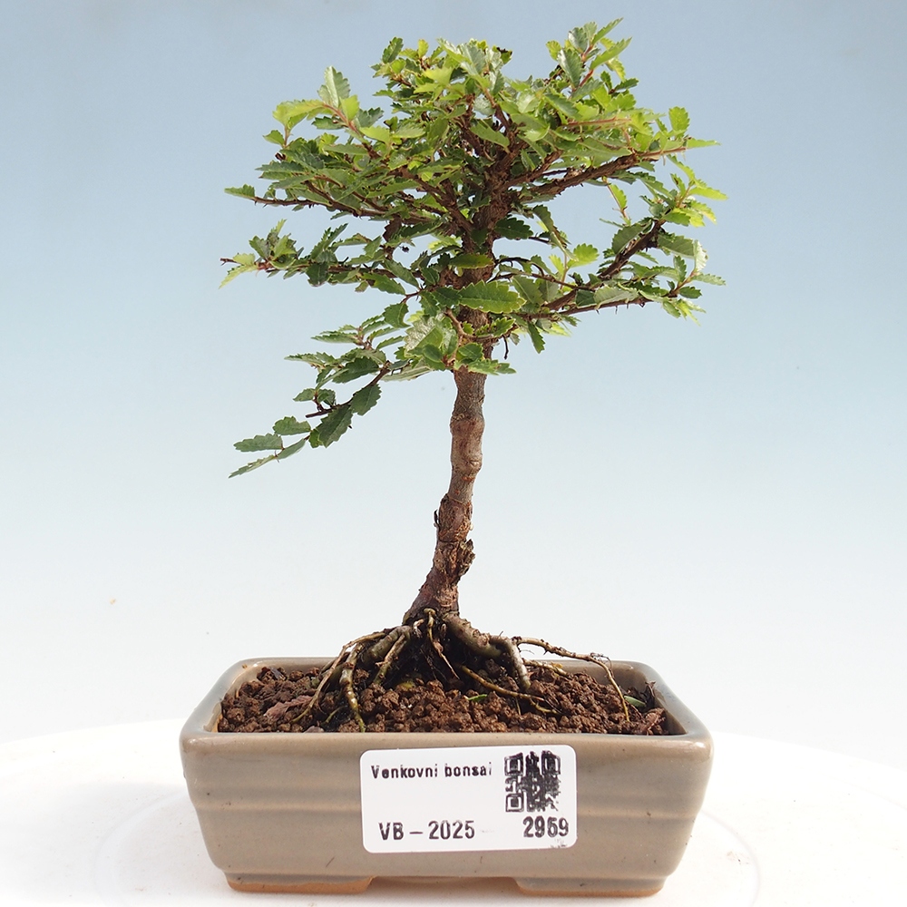 Kültéri bonsai - Ulmus parvifolia Sagei - Kislevelű szilfa