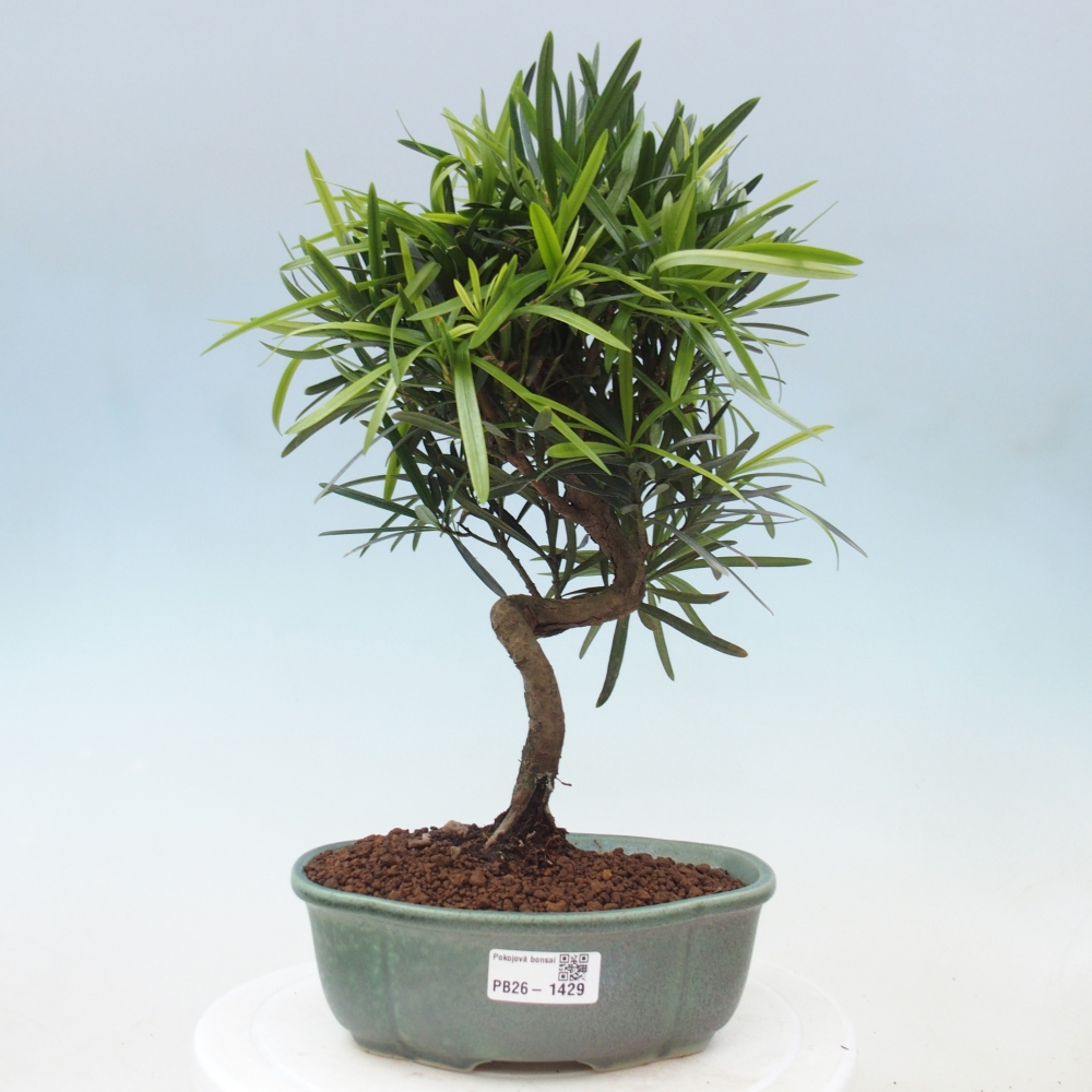 Szobai bonsai - Podocarpus - Kőtiszafa