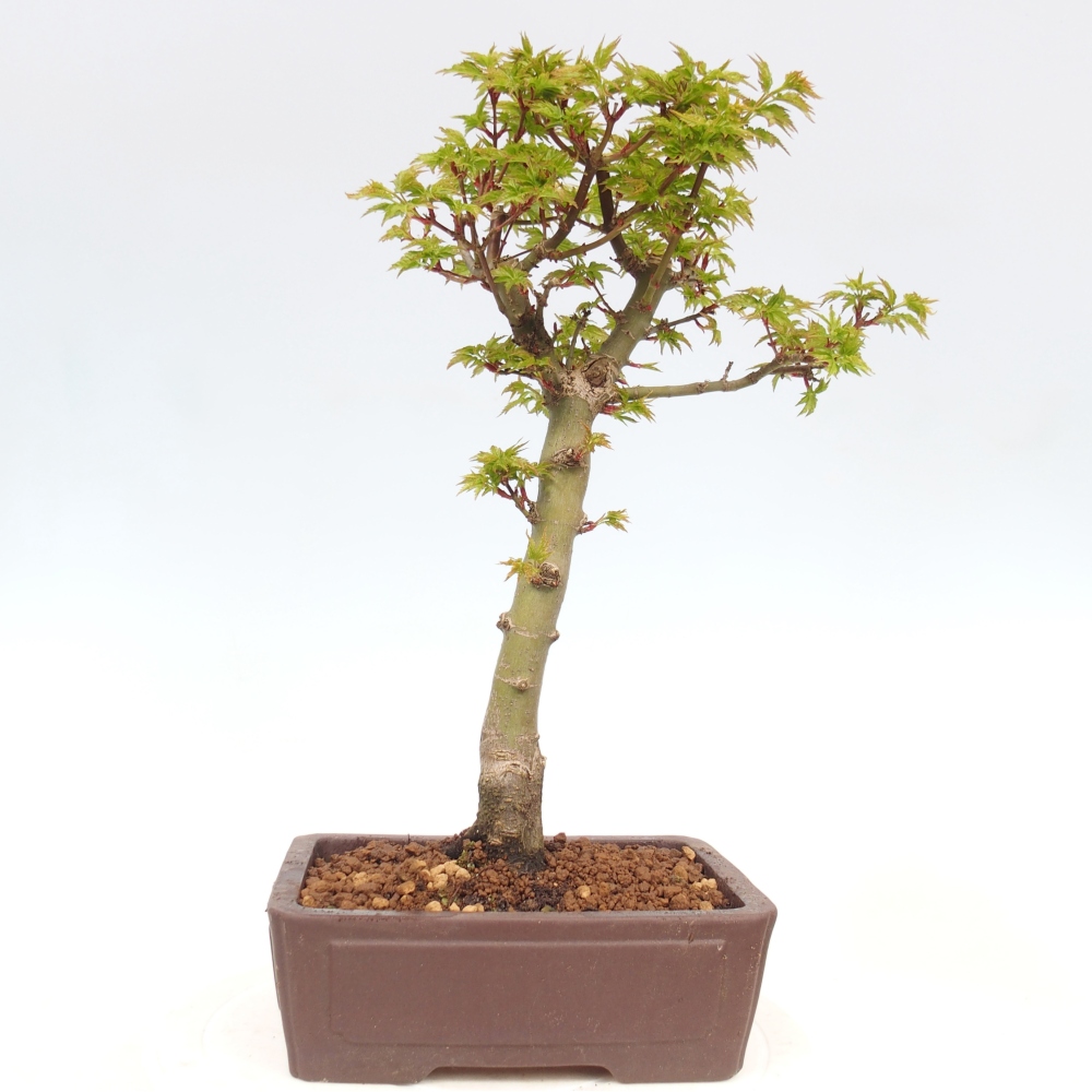 Kültéri bonsai -Javor pálma Acer palmatum Shishigashira
