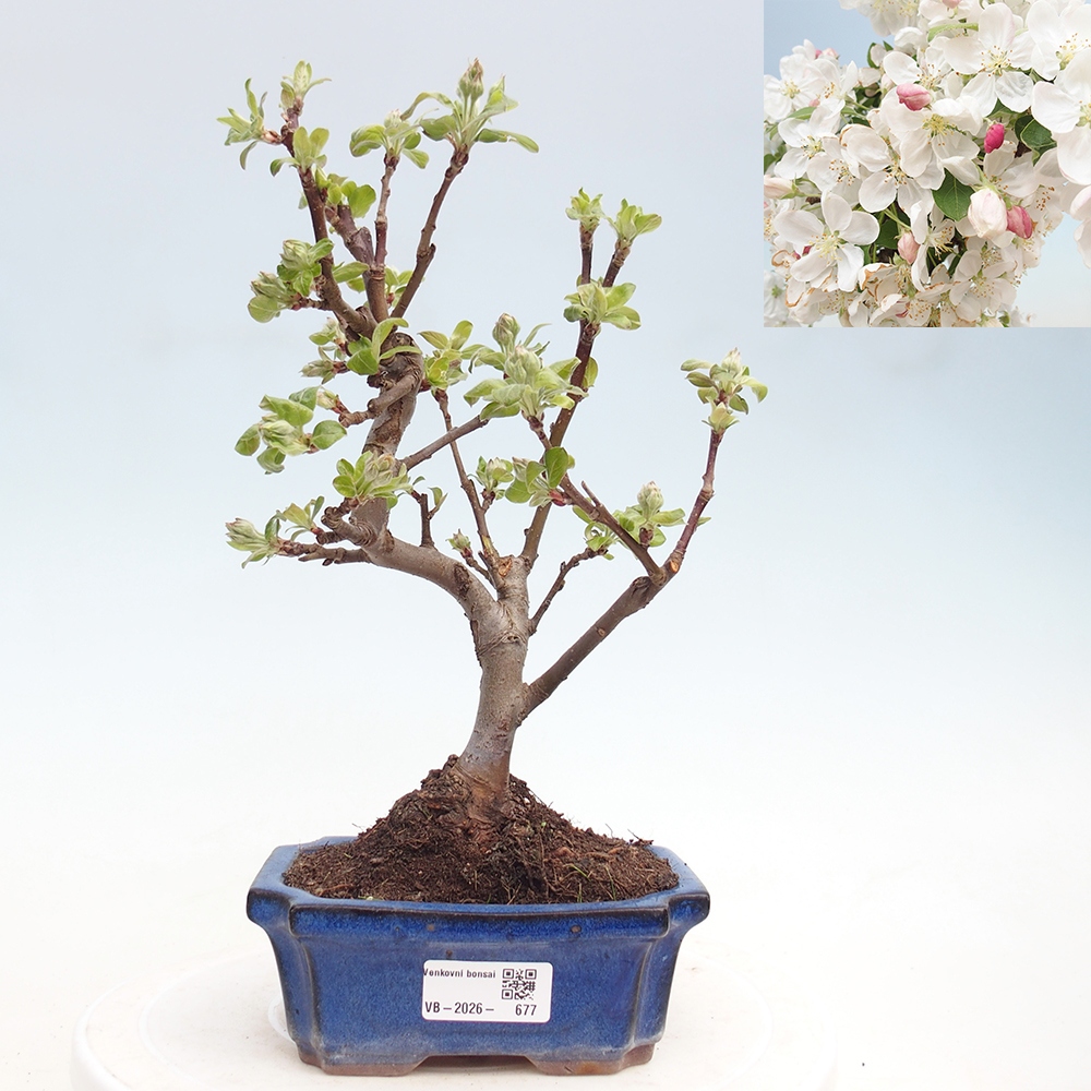 Kültéri bonsai -Malus halliana - Kis gyümölcsű almafa