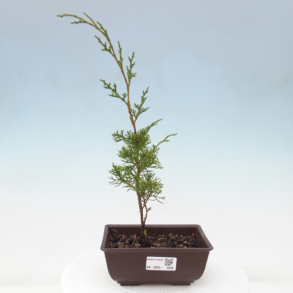 Kültéri bonsai - Juniperus chinensis Itoigawa