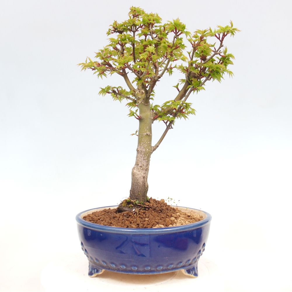 Kültéri bonsai -Javor pálma Acer palmatum Shishigashira