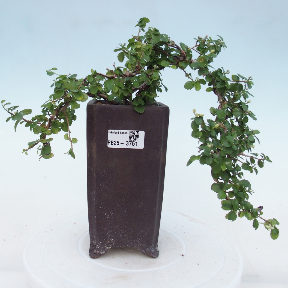 Szobai bonsai - Grewia sp. - Grewia malafolia