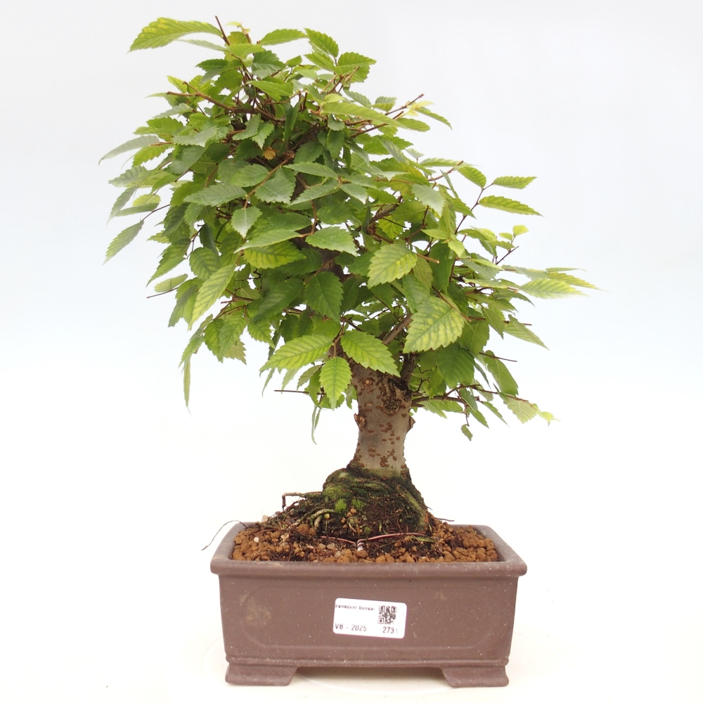Kültéri bonsai - Zelkova - Zelkova NIRE