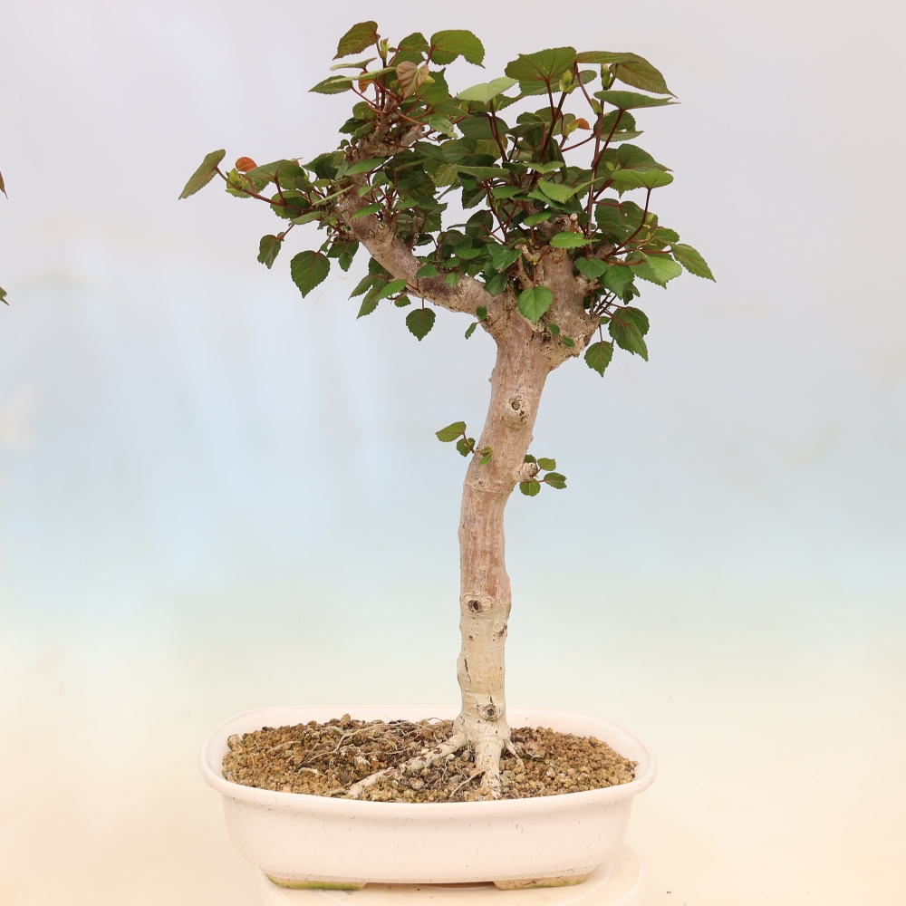 Beltéri bonsai - Hibiscus tiliaceus - tengeri hibiszkusz