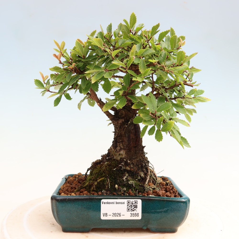 Kültéri bonsai - Zelkova - Zelkova NIRE