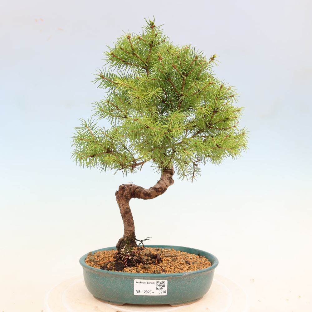 Kültéri bonsai - lucfenyő - Picea glauca globe