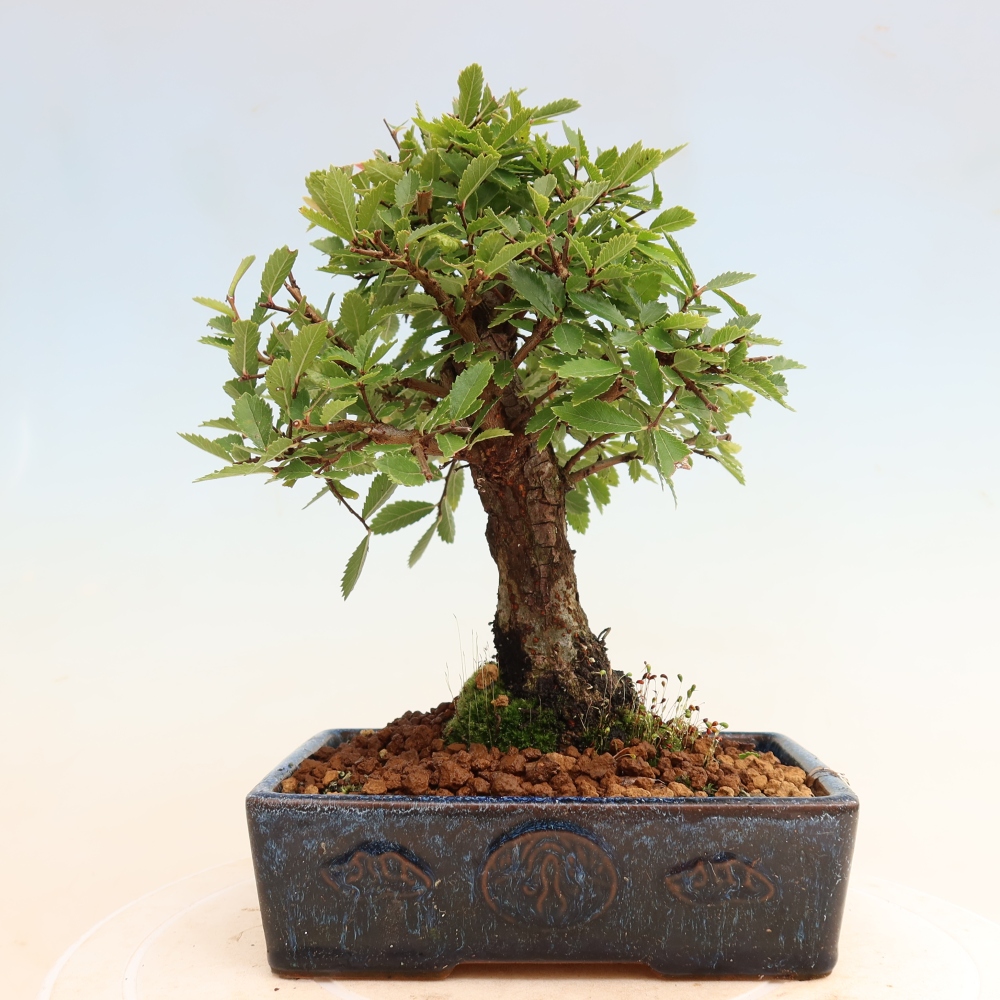 Kültéri bonsai - Zelkova - Zelkova NIRE