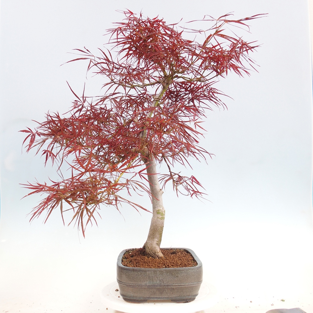 Kültéri bonsai - Acer palmatum RED PYGMY