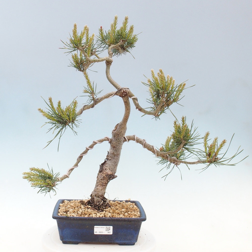Kültéri bonsai - Pinus Sylvestris Watererri - erdeifenyő