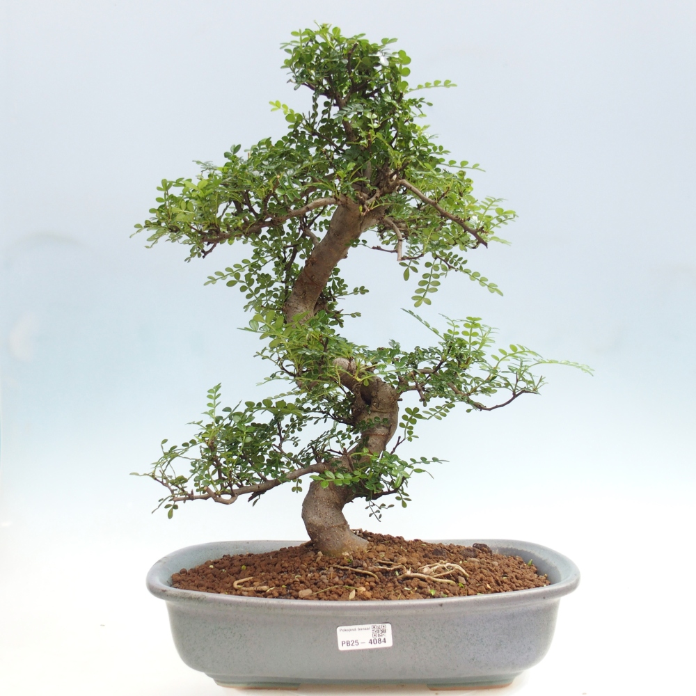 Szobai bonsai - Zantoxylum piperitum - borsfa