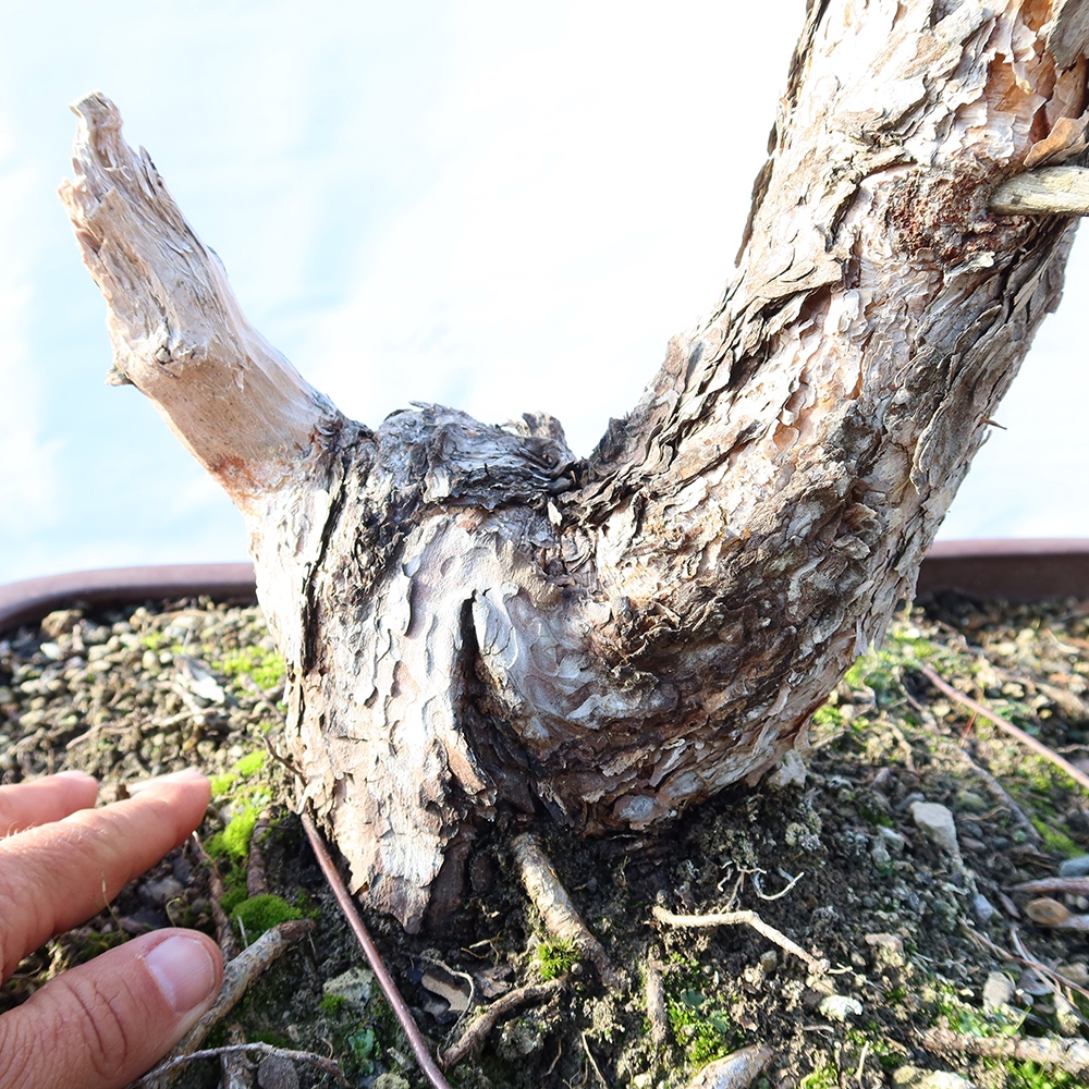 Pinus sylvestris Spanyolország – erdei fenyő