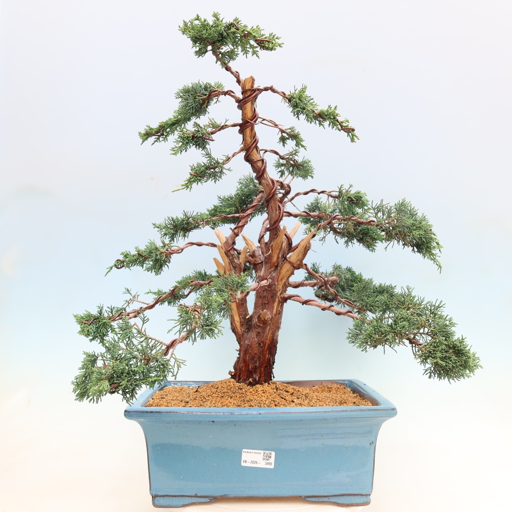 Kültéri bonsai - Juniperus chinensis Kishu