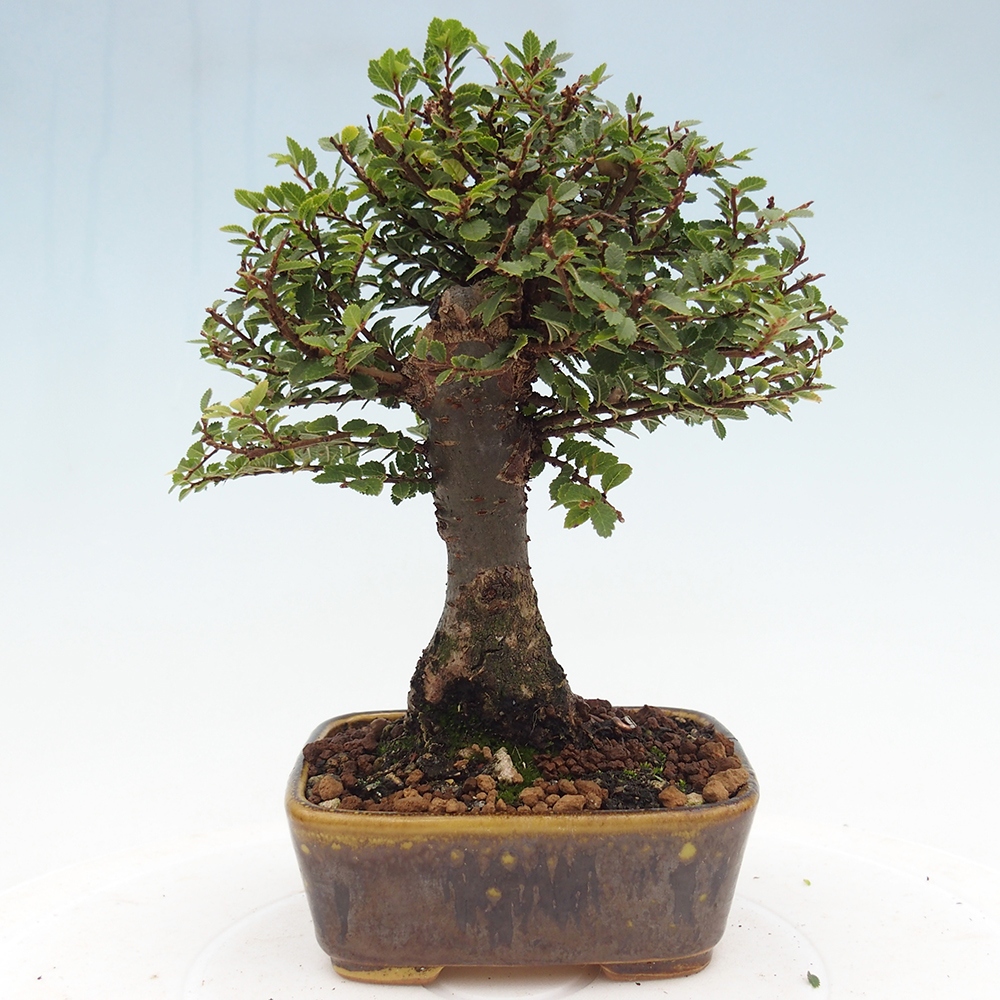 Kültéri bonsai - Ulmus parvifolia Hokkaido - Kínai szil - Ulmus parvifolia Hokkaido