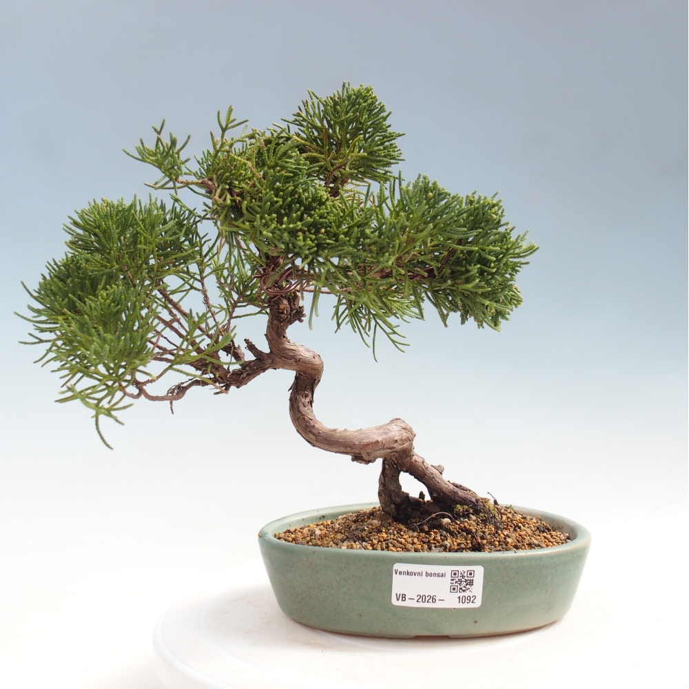 Kültéri bonsai - Juniperus chinensis Kishu