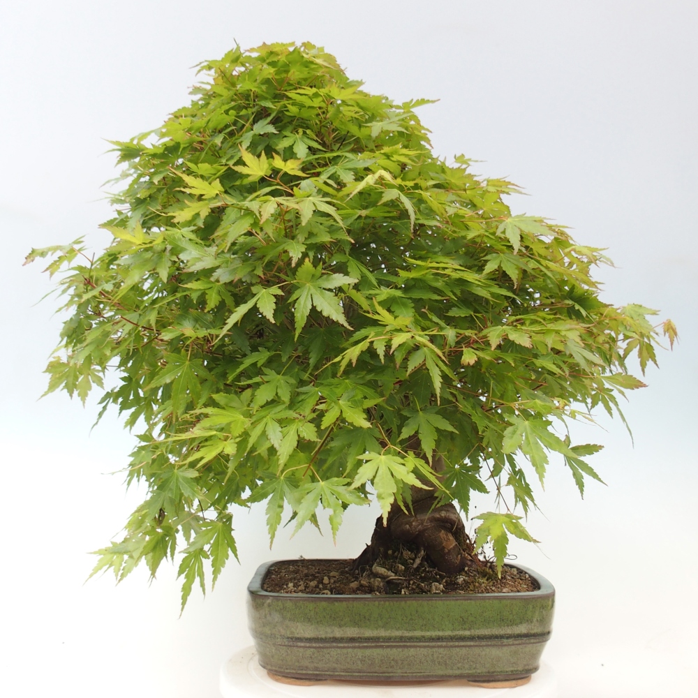 Kültéri bonsai - Acer palmatum - CSAK raklap előkészítése