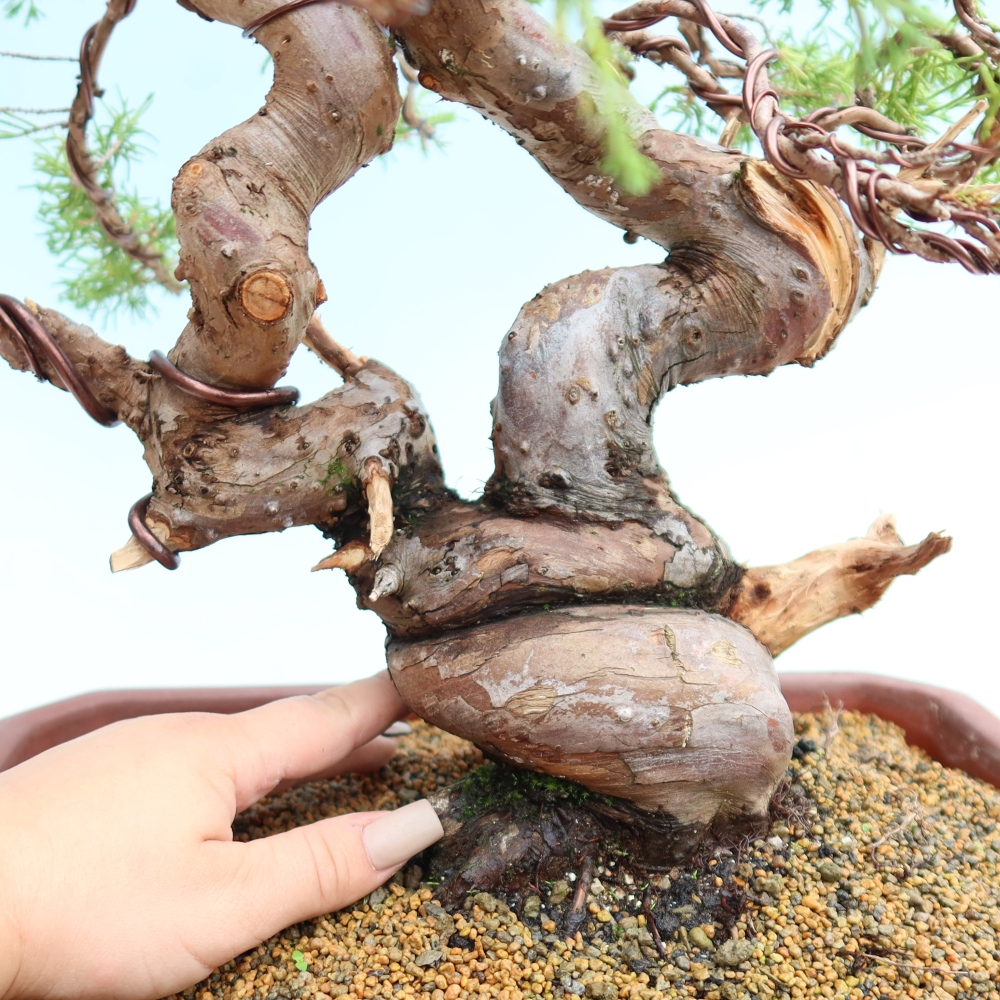 Kültéri bonsai - Juniperus chinensis Itoigawa-Juniperus chinensis