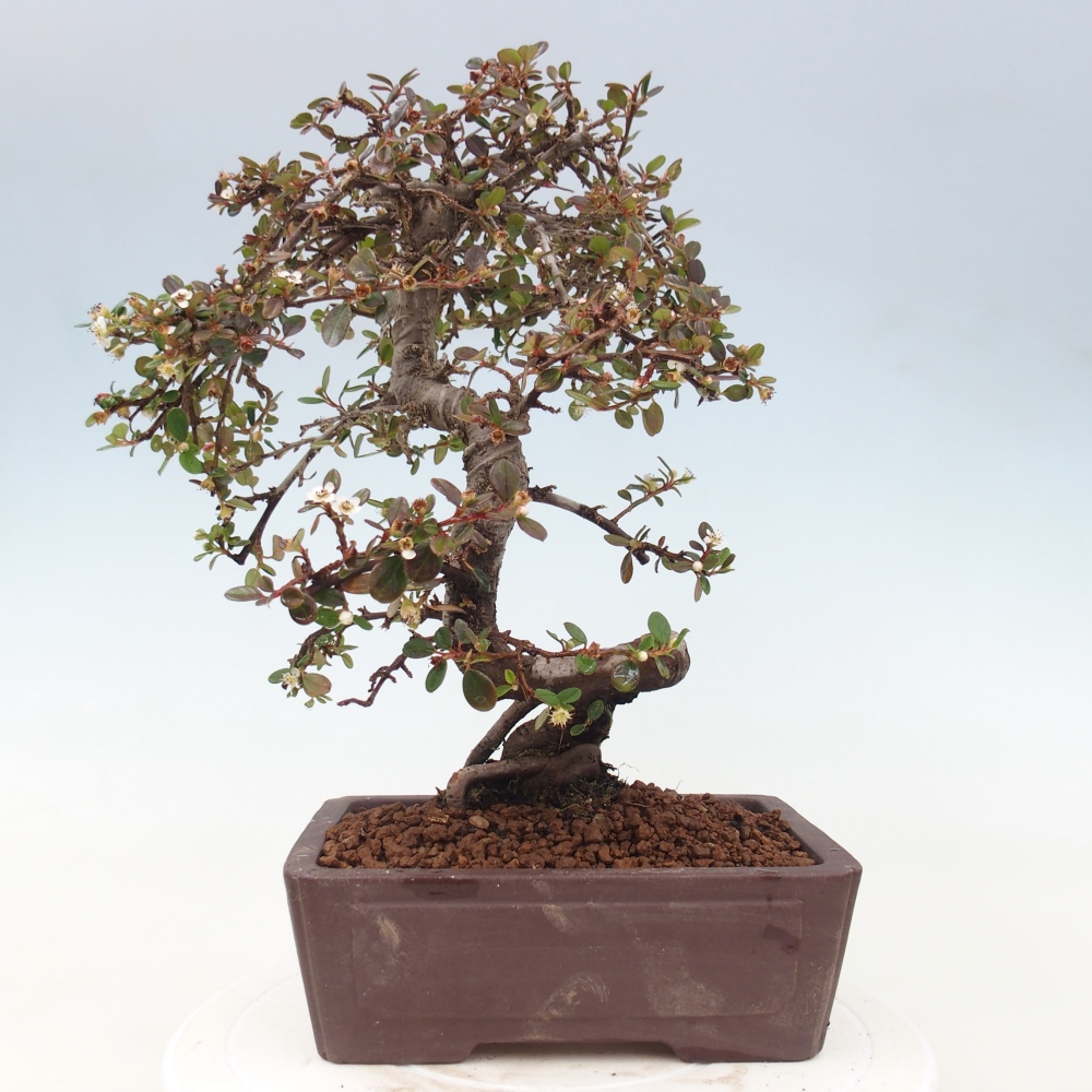 Kültéri bonsai-Cotoneaster dammeri - Damer's Rock