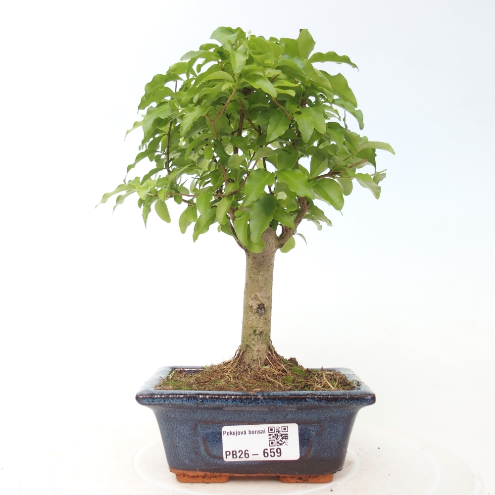 Szobai bonsai -Ligustrum chinensis - Madárcsőr