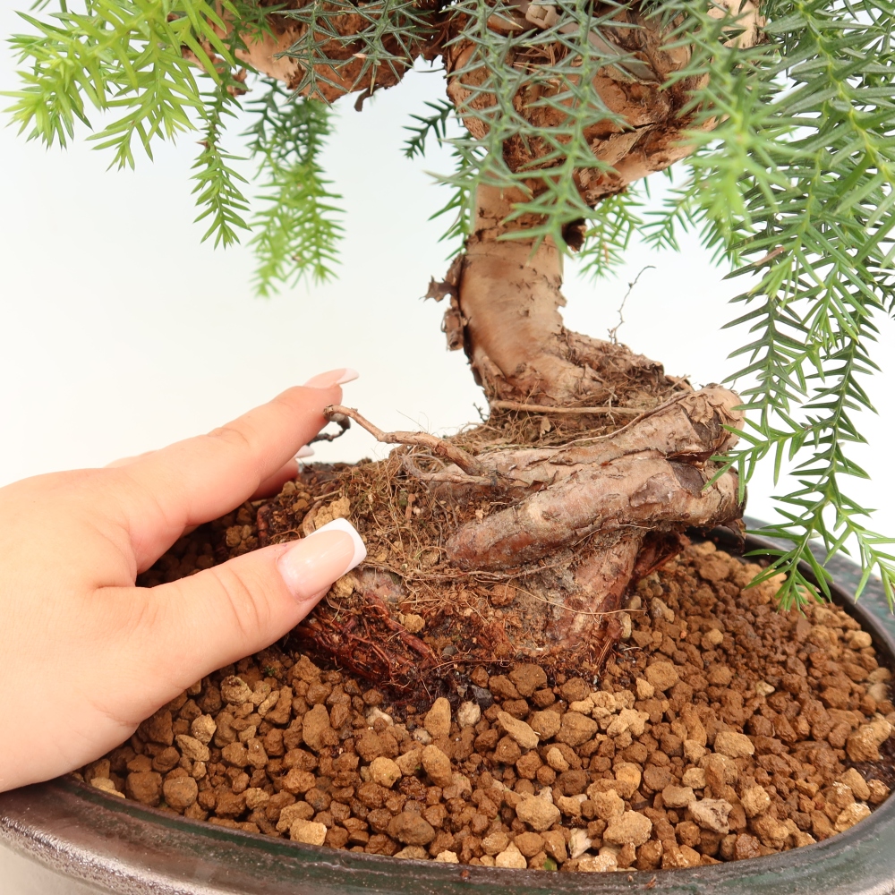 Szobai bonsai - Araucaria - szobai lucfenyő