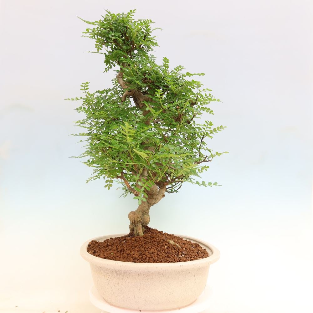 Szobai bonsai - Zantoxylum piperitum - borsfa