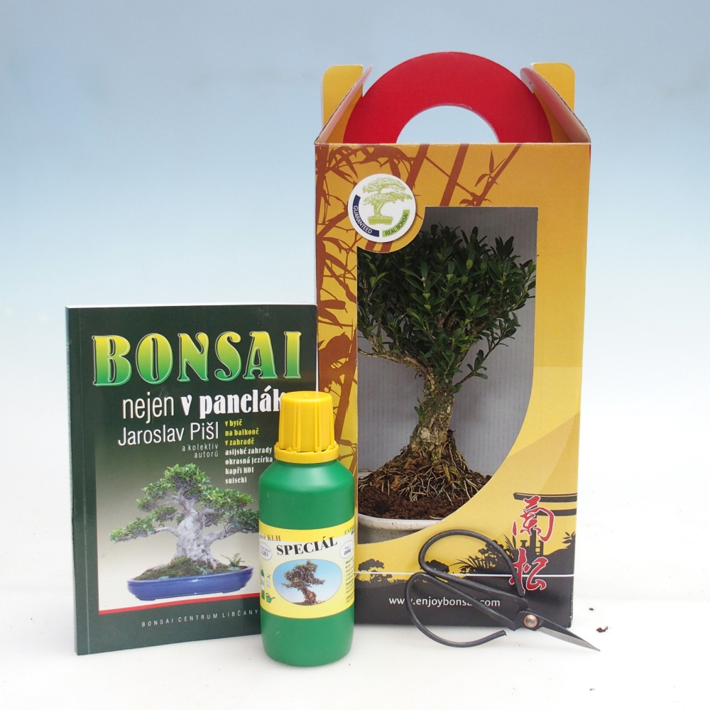 Szobai bonsai ajándékdobozban Buxus harlandii - parafa buxus