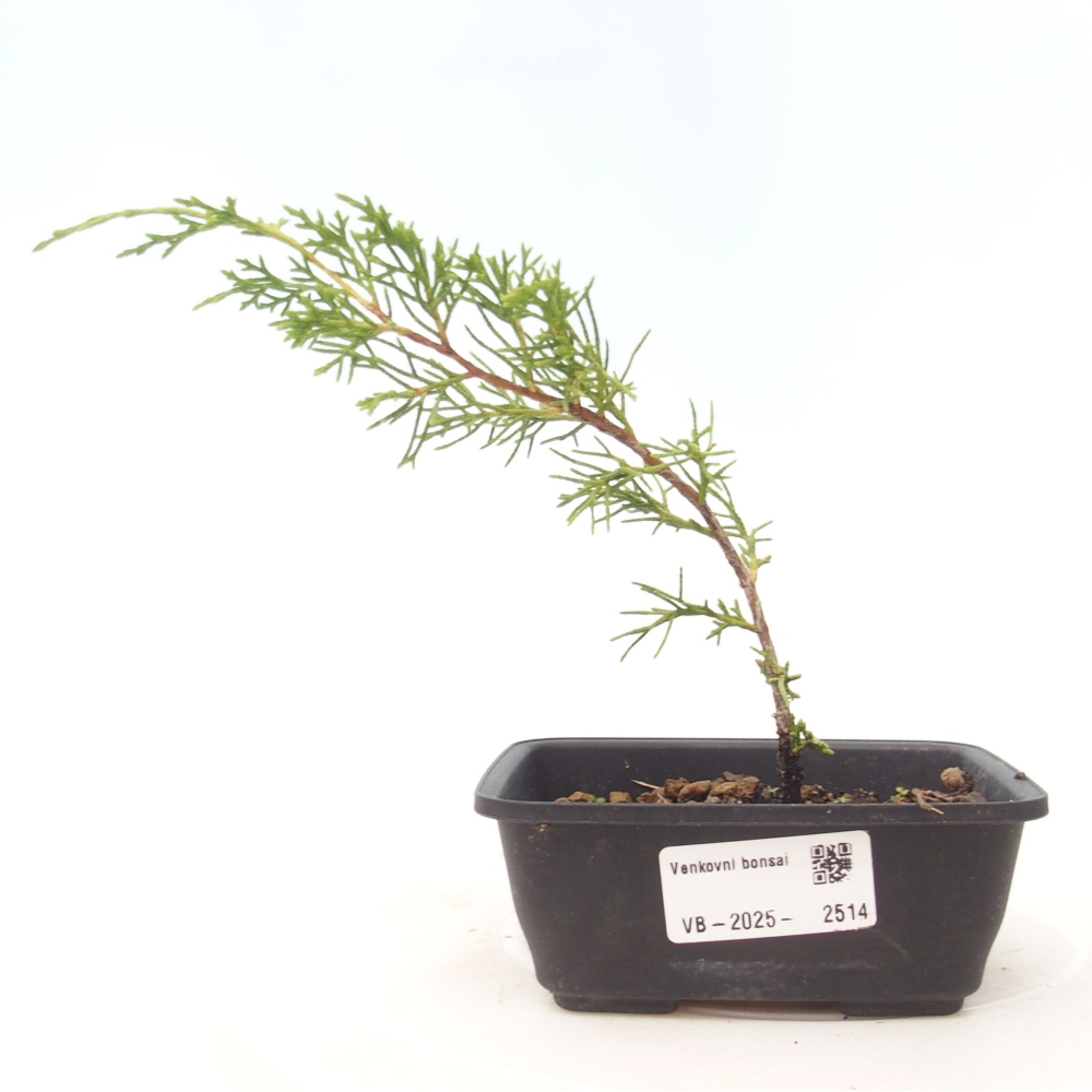 Kültéri bonsai - Juniperus chinensis Itoigawa