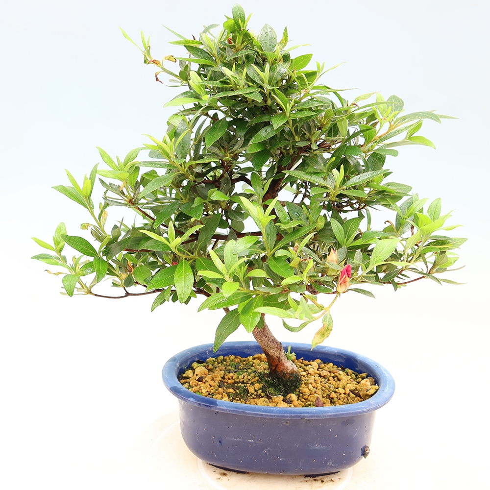 Kültéri bonsai - Japán azálea - Azálea Yoko