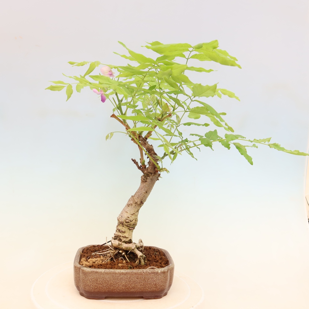 Kültéri bonsai - Wisteria floribunda
